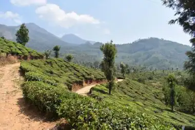 Munnar hills